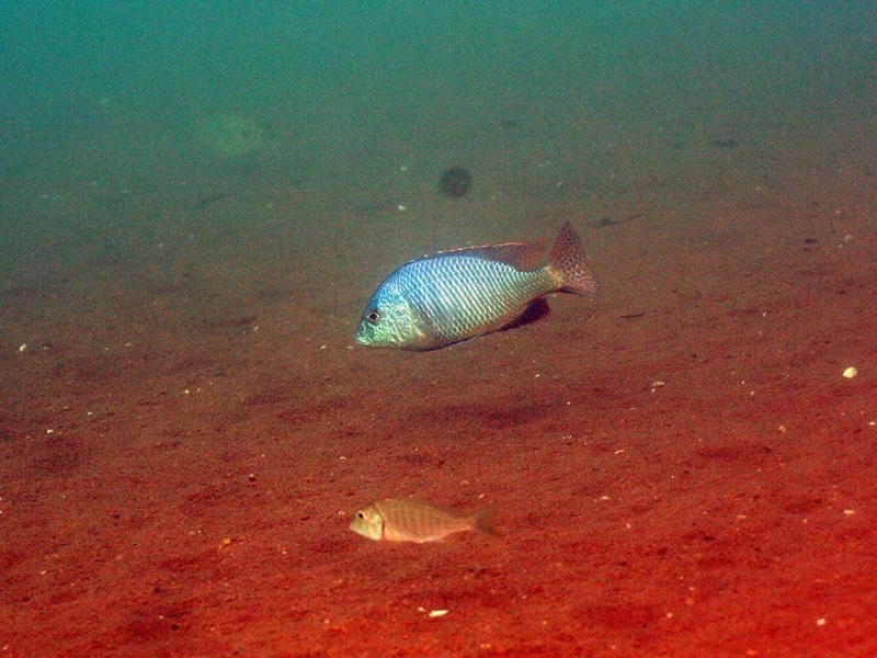 Trematocranus placodon 'Malope'